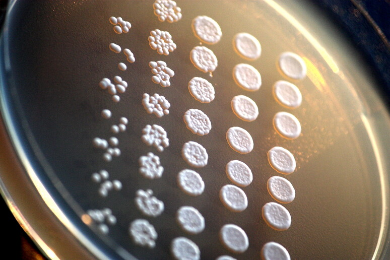 Una coltura di cellule di lievito (fonte: Rainis Venta) - RIPRODUZIONE RISERVATA