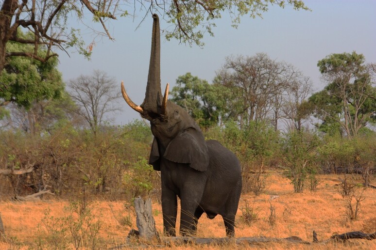 Gli elefanti della savana possono trasportare i semi delle piante a distanze record (fonte: Charlesjsharp) - RIPRODUZIONE RISERVATA