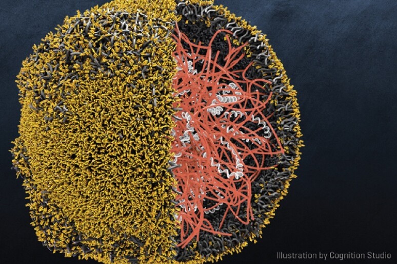 Nanoparticelle  'armano ' le difese immunitarie contro i tumori (fonte: Cognition Studio - Fred Hutchinson Cancer Research Center) - RIPRODUZIONE RISERVATA