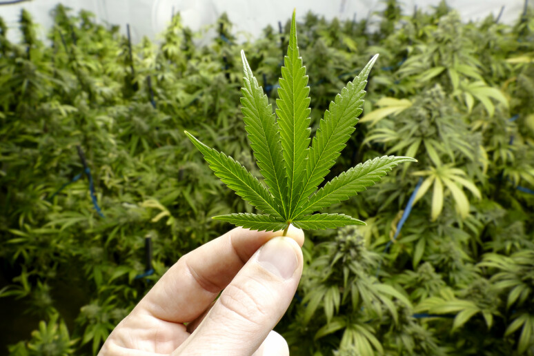 Cannabis terapeutica, Grillo, presto privati per aumentare la produzione - RIPRODUZIONE RISERVATA