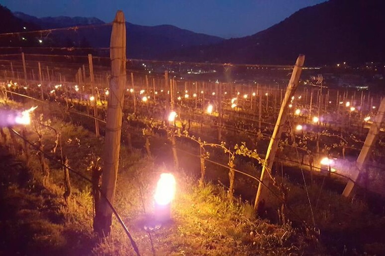 In Alto Adige fiaccole e elicotteri contro gelo vitigni - RIPRODUZIONE RISERVATA