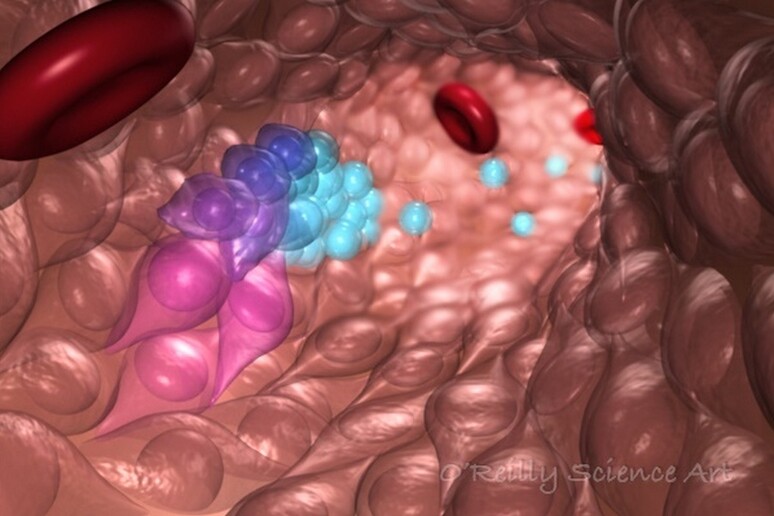 Rappresentazione artistica della generazione delle cellule del sangue nel tessuto embrionale (fonte: O 'Reilly Science Art) - RIPRODUZIONE RISERVATA