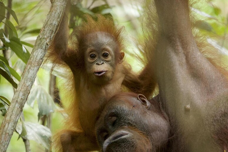 Un piccolo di orango di 11 mesi con la madre (fonte: Tim Laman) - RIPRODUZIONE RISERVATA
