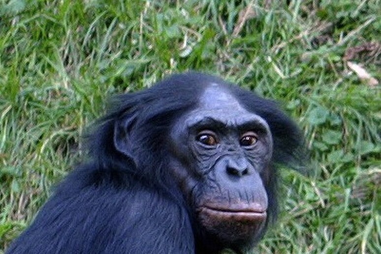 Un esemplare di bonobo (fonte: Kabir) - RIPRODUZIONE RISERVATA