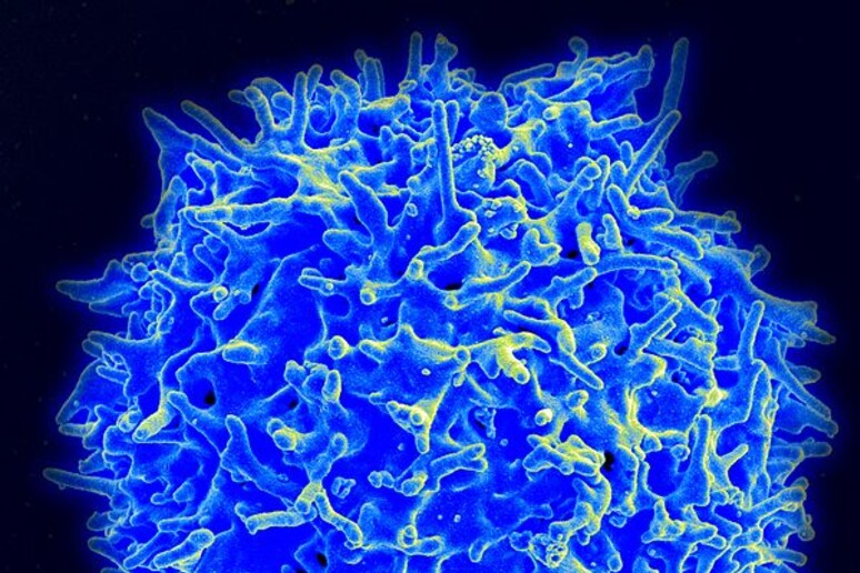 Virus artificiali allertano il sistema immunitario e lo inducono ad inviare cellule killer che combattono contro il cancro (fonte: NIAID/NIH) - RIPRODUZIONE RISERVATA