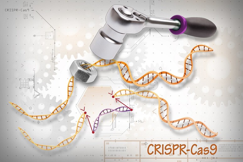 La tecnica Crispr-Cas9 potrebbe causare mutazioni impreviste (fonte: Ernesto del Aguila III, National Human Genome Research Institute, NIH) - RIPRODUZIONE RISERVATA