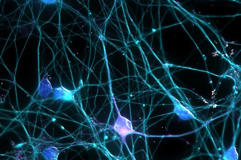 Scoperti i neuroni che prevedono il futuro, stanno nella corteccia visiva (fonte: Ardy Rahman) - RIPRODUZIONE RISERVATA