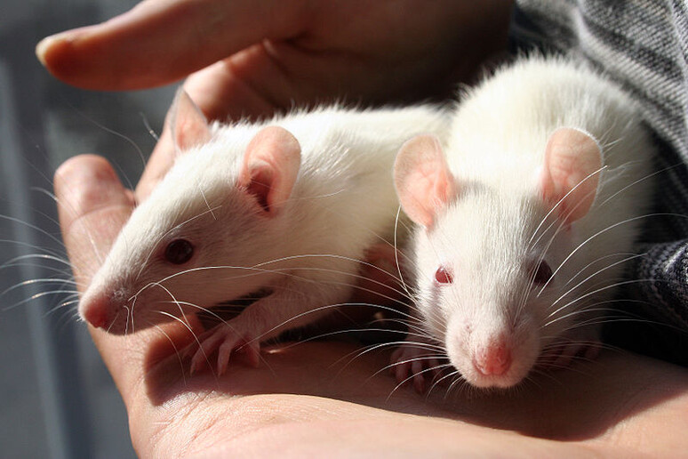 La dipendenza dalla droga si può ereditare, lo provano i ratti (Fonte: Maggie Bartlett, NHGRI) - RIPRODUZIONE RISERVATA