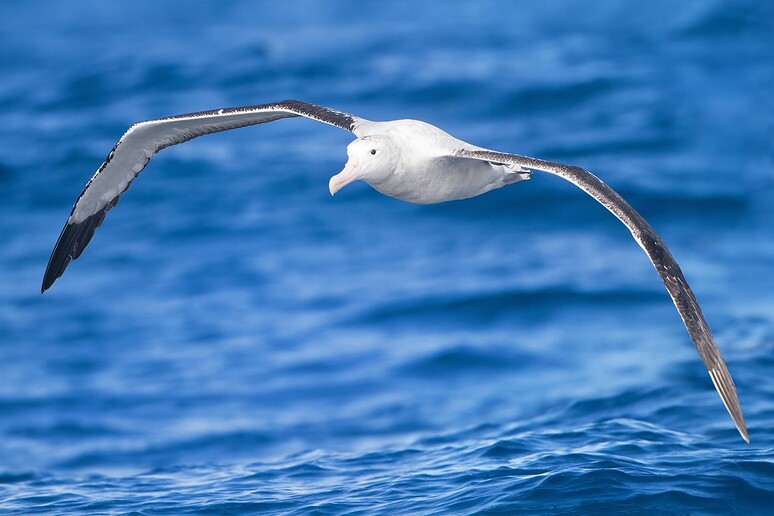 Un esemplare di albatro urlatore, appartiene a una delle specie minacciate seguite dai satelliti (fonte: JJ Harrison, jjharrison89@facebook.com) - RIPRODUZIONE RISERVATA