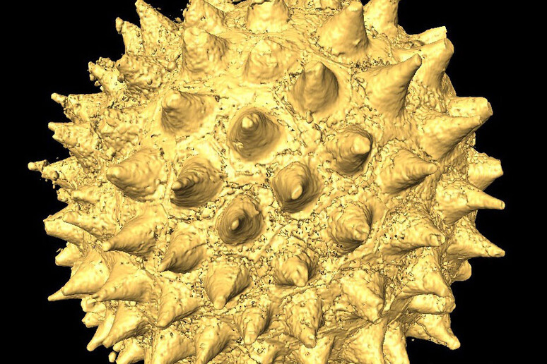 Un esempio di alga fossile trovata nella località cinese di Weng 'an vista attraverso una tomografia al sincotrone (fonte: John Cunningham, University of Bristol) - RIPRODUZIONE RISERVATA