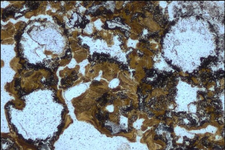 Le formazioni sferiche conservate nelle rocce australiane di Pibara, di 3,48 miliardi di anni fa, hannp fatto spostare indietro le lancette dell 'origine della vita (fonte: UNSW) - RIPRODUZIONE RISERVATA