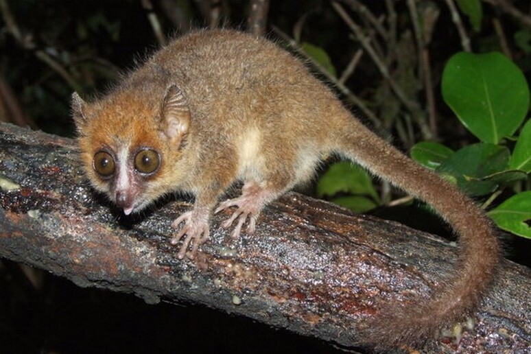 Il lemure topo (Microcebus myoxinus) è il più piccolo dei primati e il più adatto per aiutare i genetisti a studiare le malattie umane (fonte: Bikeadventure at German Wikipedia) - RIPRODUZIONE RISERVATA