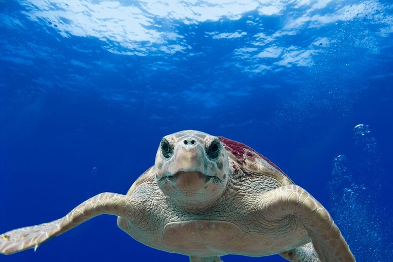 Una tartaruga Caretta Caretta (fonte: pixabay) - RIPRODUZIONE RISERVATA