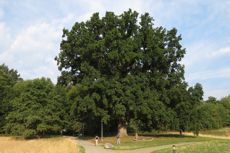 La quercia di Losanna, cresciuta ai tempi di Napoleone (fonte: Africa Gomez, Flickr) - RIPRODUZIONE RISERVATA
