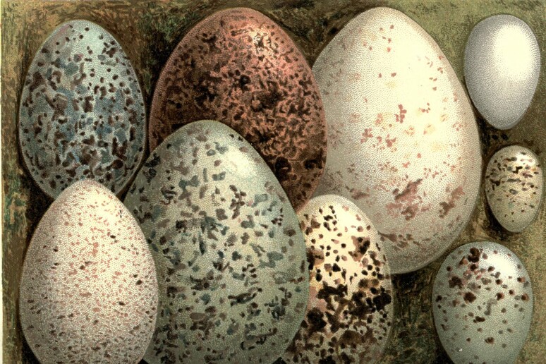 La forma delle uova dipende dal modo in cui gli uccelli volano (fonte: Swaysland, W.) - RIPRODUZIONE RISERVATA
