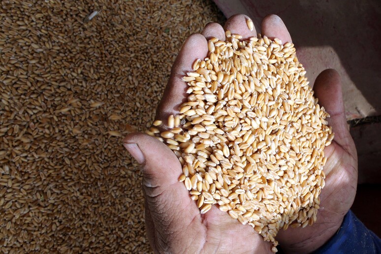 Con Ceta +15% sbarchi di grano in Italia - RIPRODUZIONE RISERVATA