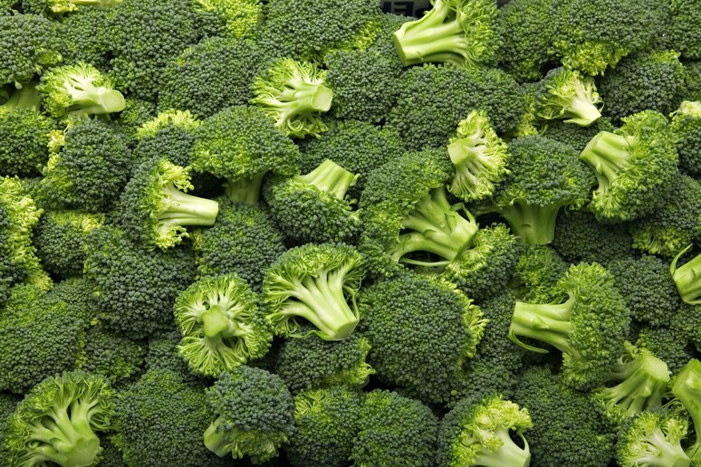 I broccoli nuova arma, tengono la glicemia sotto controllo - RIPRODUZIONE RISERVATA
