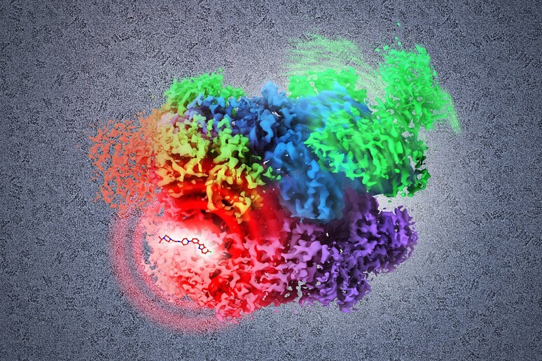 La crio-microscopia elettronica studia la struttura delle molecole a livello quasi atomico (fonte: National Cancer Institute, NIH) - RIPRODUZIONE RISERVATA