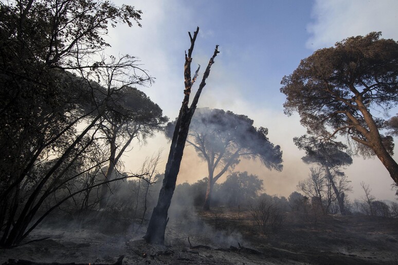 La pineta di Castelfusano danneggiata dagli incendi - RIPRODUZIONE RISERVATA