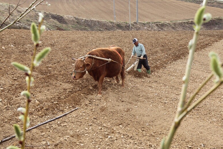 Coronavirus: dall 'Italia petizione web  'salva un contadino ' © ANSA/EPA
