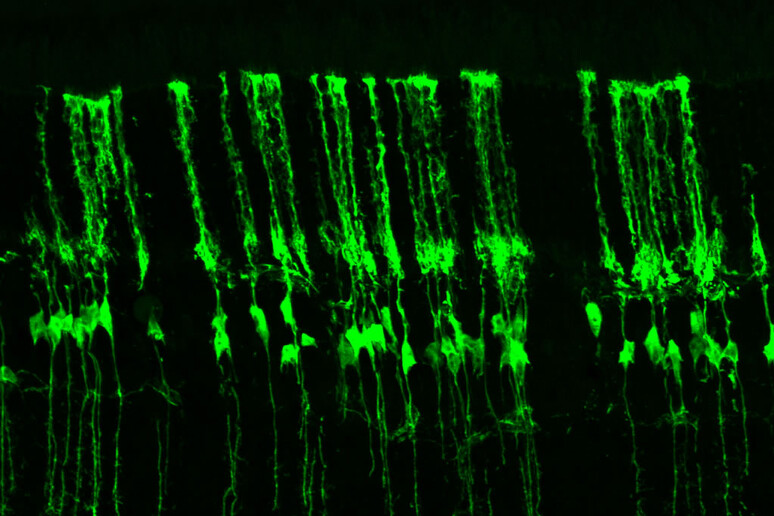 Cellule della retina rigenerate nei topi (fonte: Tom Reh lab/UW Medicine) - RIPRODUZIONE RISERVATA
