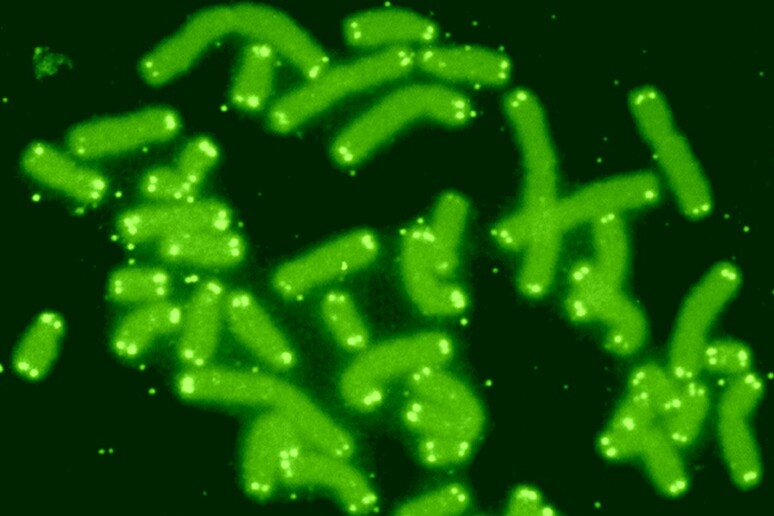 I telomeri sono evidenziati come i puntini luminosi alle estremità dei cromosomi (fonte: U.S. Department of Energy Human Genome Program) - RIPRODUZIONE RISERVATA