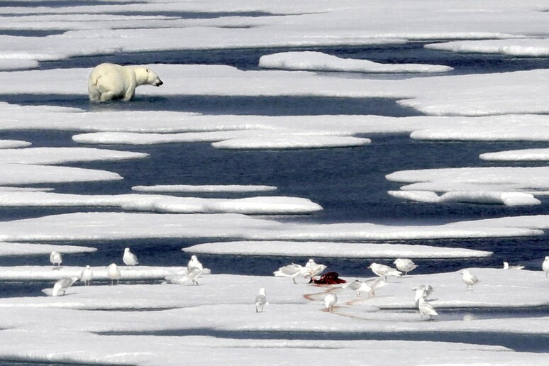 Un orso polare nell 'arcipelago canadese dell 'artico © ANSA/AP