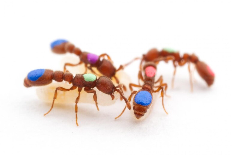 Taglia-incolla ' Dna modifica comportamento nelle formiche (fonte: Daniel Kronauer The Rockefeller University) - RIPRODUZIONE RISERVATA