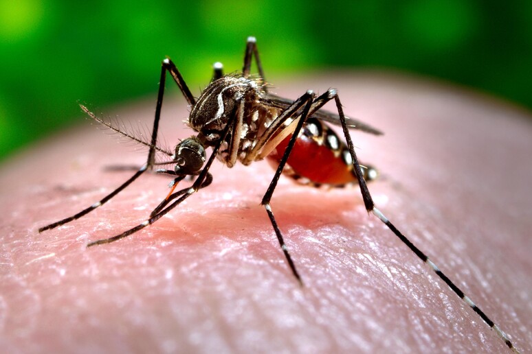 Chikungunya © ANSA/AP