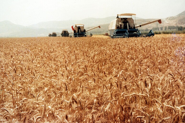 Un campo di grano - RIPRODUZIONE RISERVATA