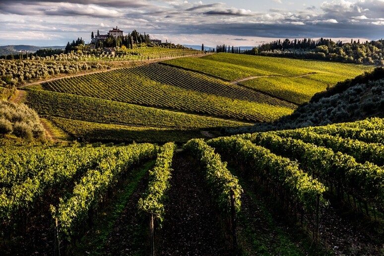 Vino: in Toscana vale 1 mld di cui 558 mln export 2019 - RIPRODUZIONE RISERVATA