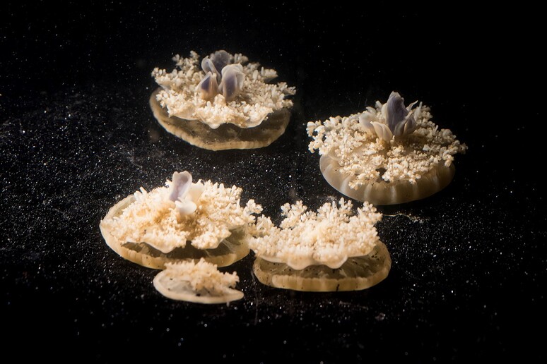 Le meduse Cassiopea sono i primi animali senza cervello sorpresi a dormire (fonte: Caltech) - RIPRODUZIONE RISERVATA