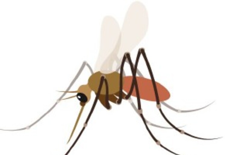 Un emoji zanzara, petizione per inserirlo in smartphone - RIPRODUZIONE RISERVATA