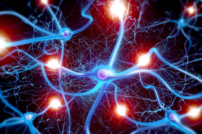 Ecco i neuroni che spengono la fame, rispondono a certi cibi - RIPRODUZIONE RISERVATA