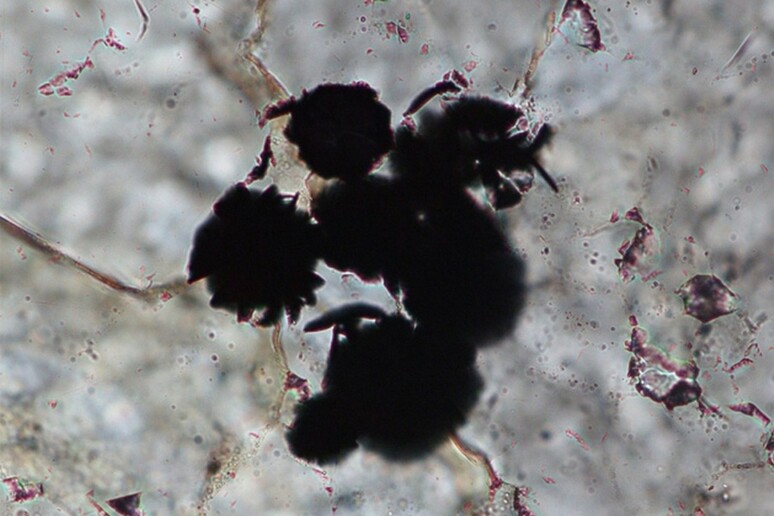 L’immagine al microscopio mostra i grani scuri di grafene che potrebbero essere la spia di antiche forme di vita (fonte: Komiya et al. , Nature) - RIPRODUZIONE RISERVATA