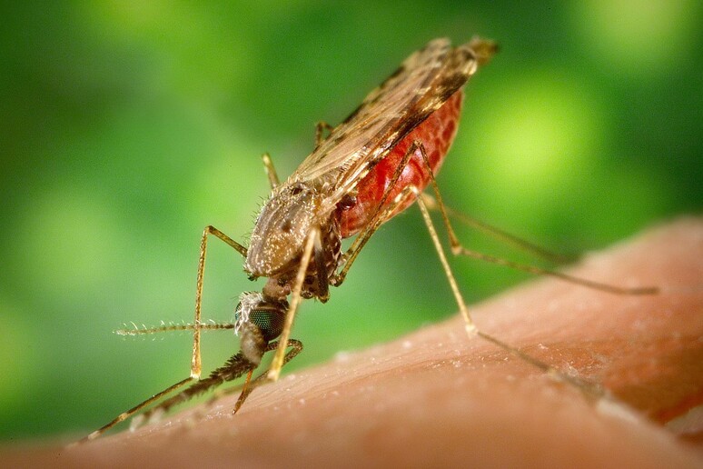 Una zanzara Anopheles (fonte: CDC) - RIPRODUZIONE RISERVATA