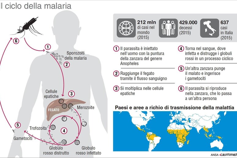 Ciclo della malaria - RIPRODUZIONE RISERVATA