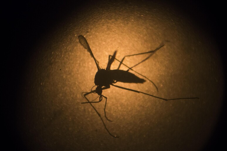 Chikungunya a Roma: Rezza (Iss), freddo aiutera ' a fermarla © ANSA/AP