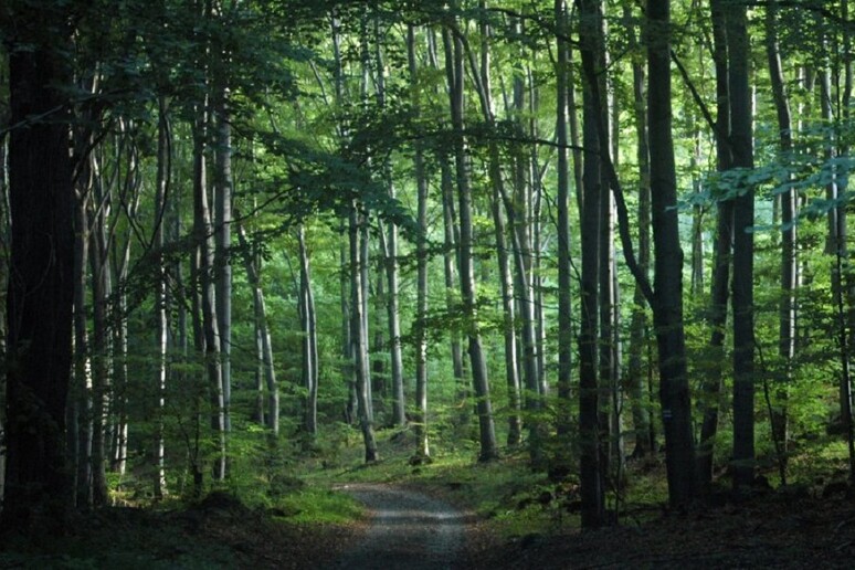 Metà delle foreste europee sono scomparse negli ultimi 6.000 anni a causa del disboscamento (fonte: Doronenko) - RIPRODUZIONE RISERVATA