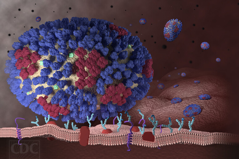 Rappresentazione grafica del virus dell 'influenza stagionale (fonte:CDC) - RIPRODUZIONE RISERVATA