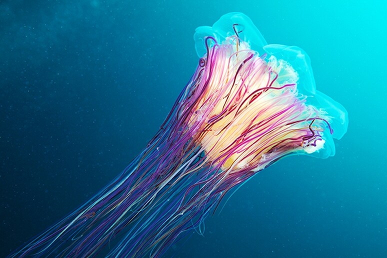La medusa Cyanea capillata, nel Mar del Giappone (fonte: Alexander Semenov) - RIPRODUZIONE RISERVATA