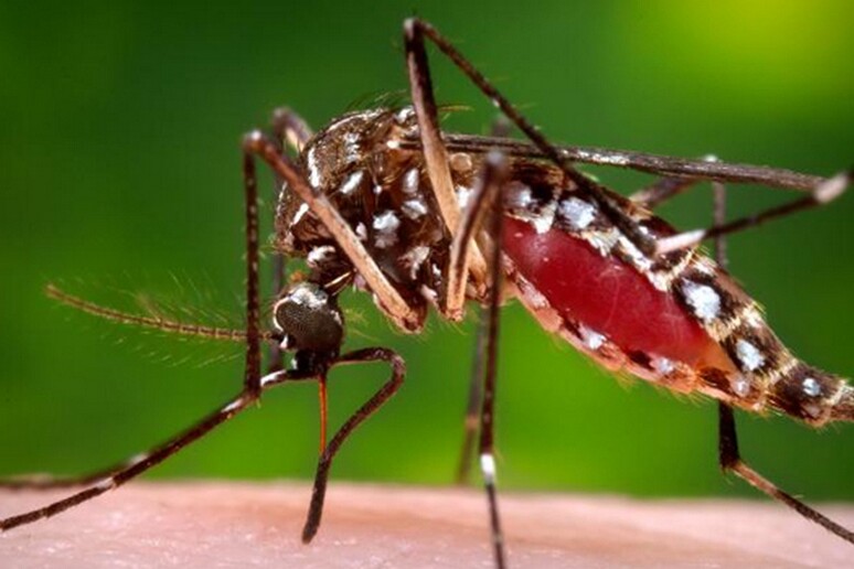 Una femmina della zanzara Aedes aegypti, la specie utilizzata per i test sul modo in cui le zanzare percepiscono l 'odore degli esseri umani (fonte: CDC) - RIPRODUZIONE RISERVATA