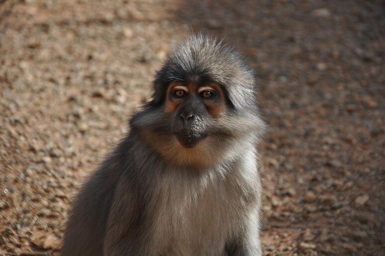Un cercocebo. In scimmie come queste si nasconde il segreto della  'convivenza pacifica ' con il virus Hiv (fonte: Courtesy Yerkes National Primate Research Center, Emory University) - RIPRODUZIONE RISERVATA
