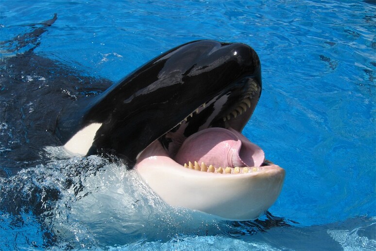 L 'orca Wikie imita la voce umana e pronuncia le sue prime parole (fonte: Scott Kinmartin, Flickr) - RIPRODUZIONE RISERVATA