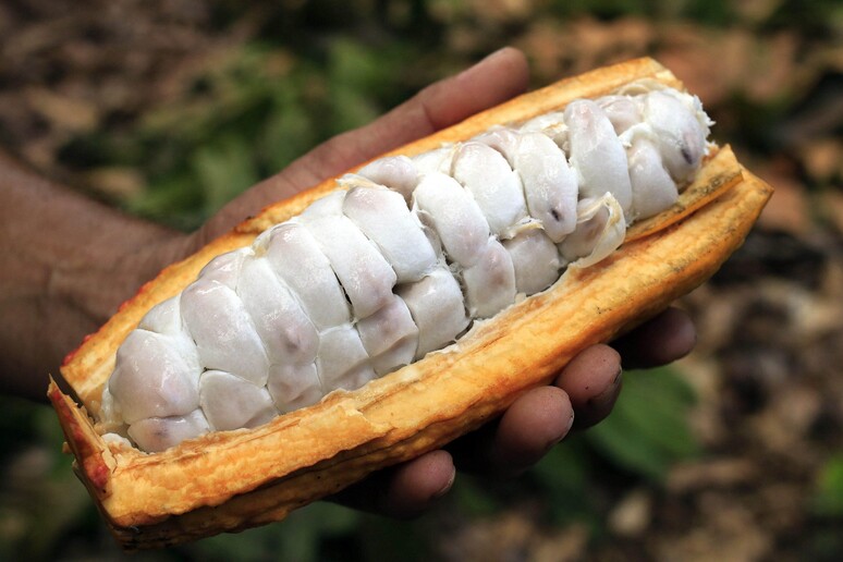 Cacao - RIPRODUZIONE RISERVATA