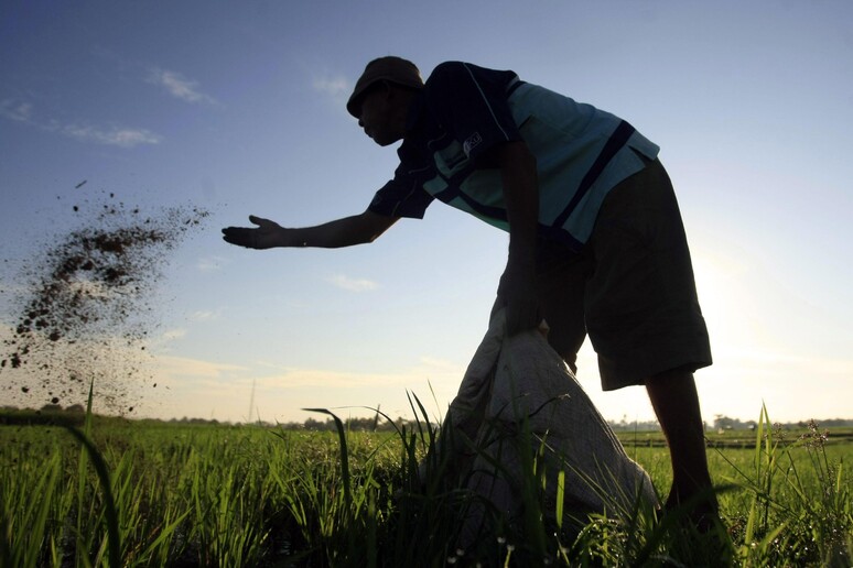 Un contadino al lavoro nei campi - RIPRODUZIONE RISERVATA