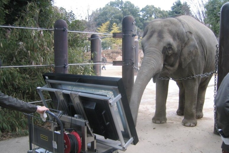 L 'elefantessa Authai alle prese con un touch screen per riconscere quantità diverse (fonte:  Ethological Society and Springer Japan KK, part of Springer Nature 2018) - RIPRODUZIONE RISERVATA