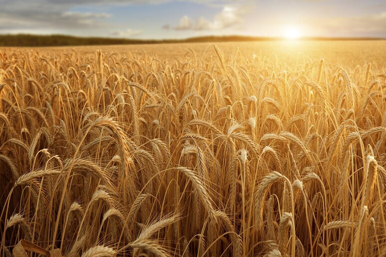 Boom di grani antici, ma meno campi di grano - RIPRODUZIONE RISERVATA