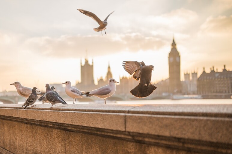 I piccioni sono tra le specie animali più comuni nelle città  (fonte: Pixabay) - RIPRODUZIONE RISERVATA