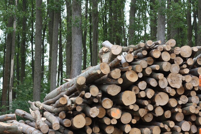 Biomasse: legna - RIPRODUZIONE RISERVATA